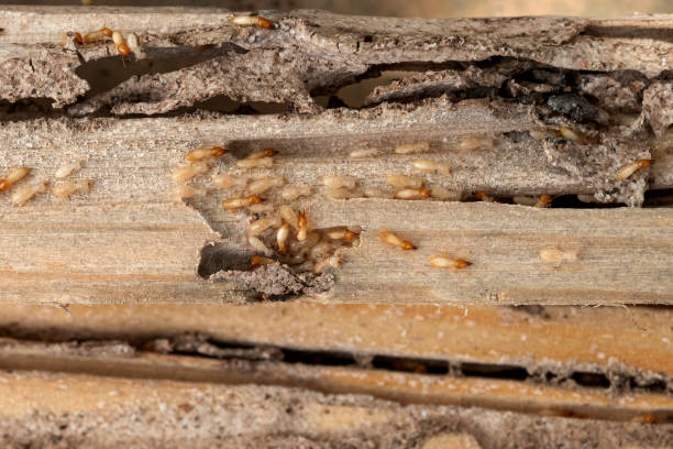 Professional Pest Control in Lapel, IN